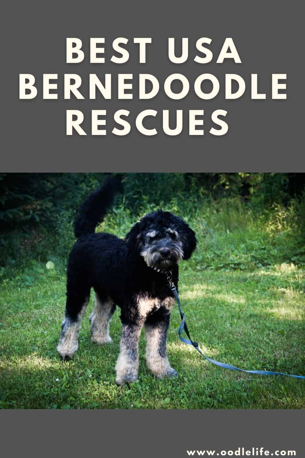 Best Bernedoodle Rescues [USA And Canada] Oodle Life