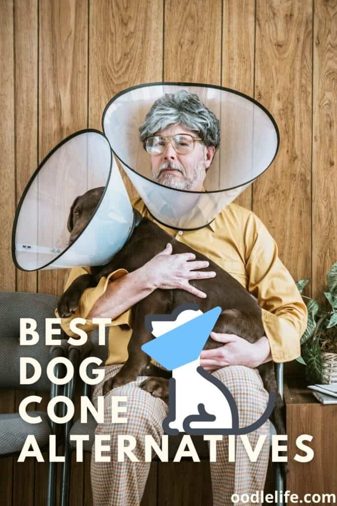 Best Dog Cone Alternatives Oodle Life