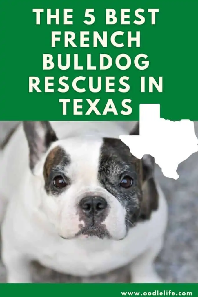 best french bulldog rescues in texas