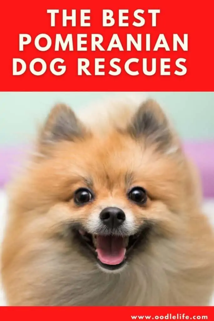 best pomeranian dog rescues