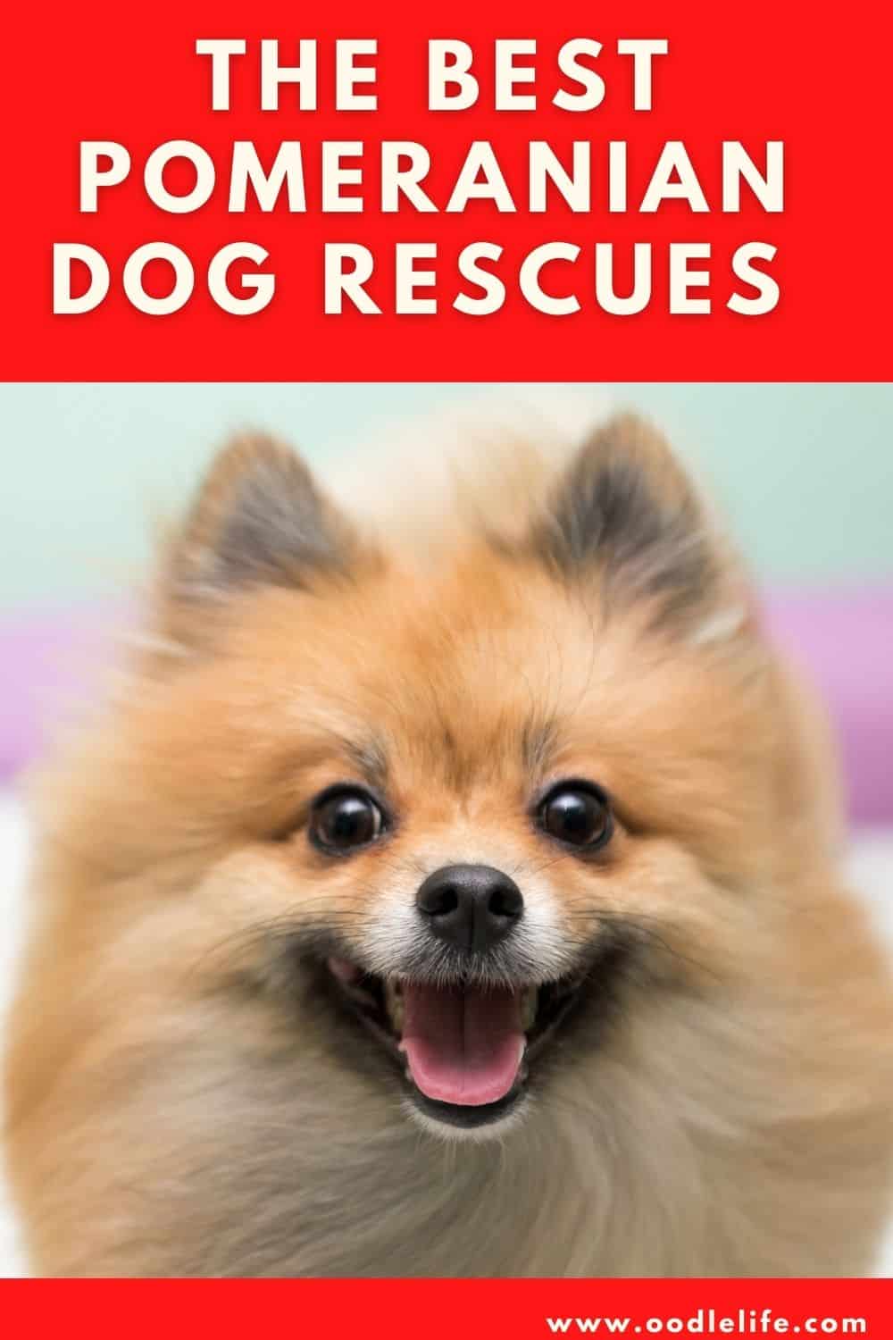 Best Pomeranian Rescue [7 Best] Oodle Life
