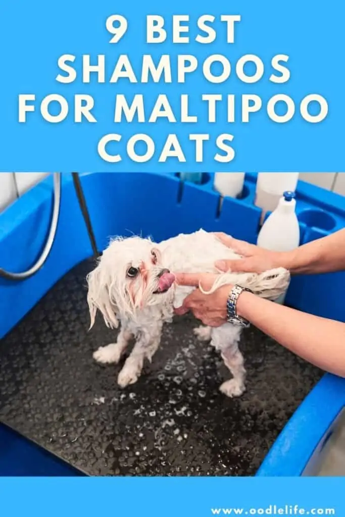 best shampoo for maltipii