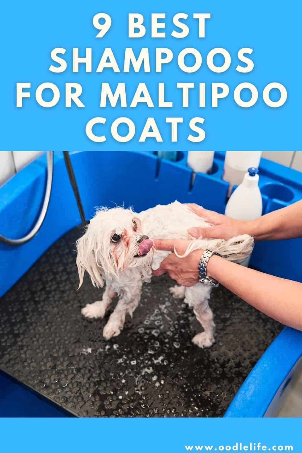 9 Best Shampoo For Maltipoo Coats Oodle Life