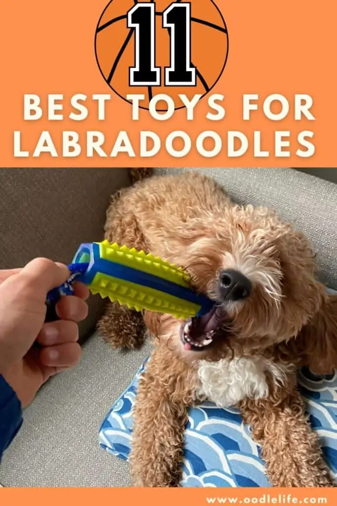 best toys for labradoodles