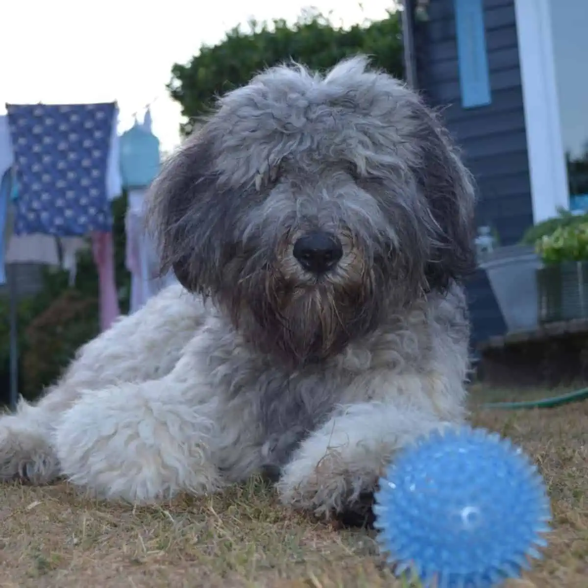 bluish-gray colored dog coat