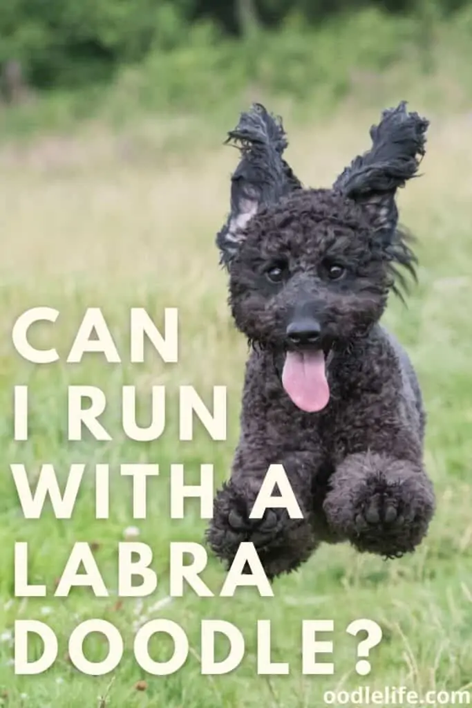 can I run with a labradoodle