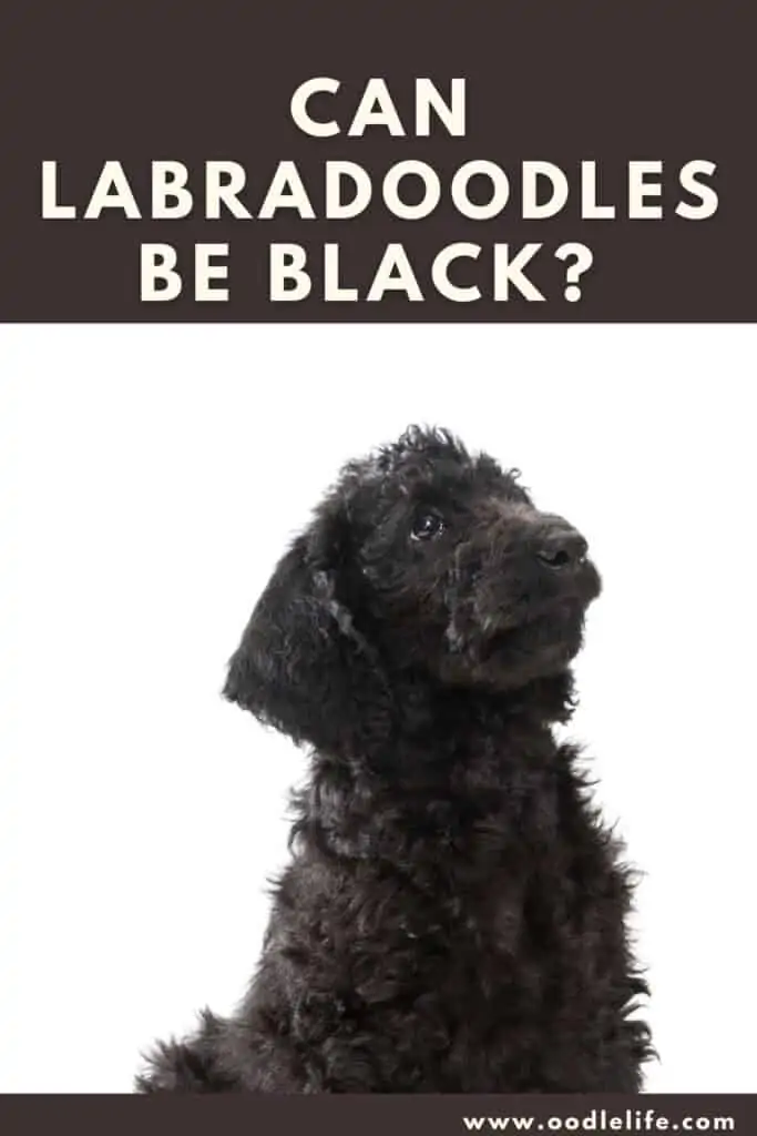 can labradoodles be black