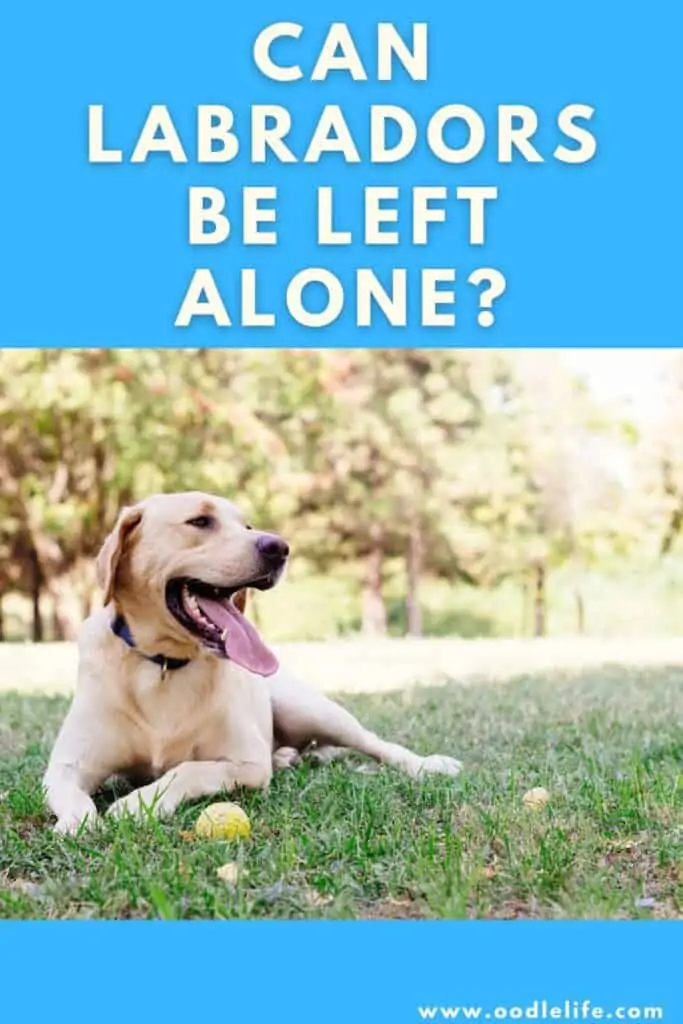 can labradors be left alone