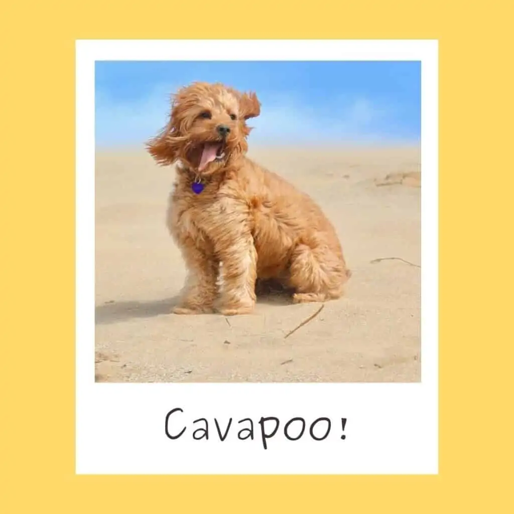 cavapoo being hyper at the beach