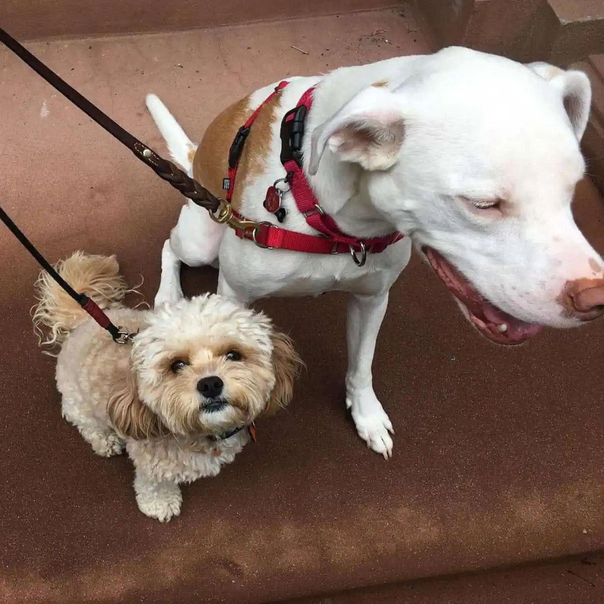 Cavapoo with another dog breed