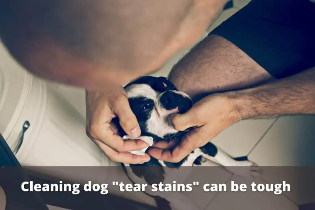 cleaning the stain from a dogs eyes