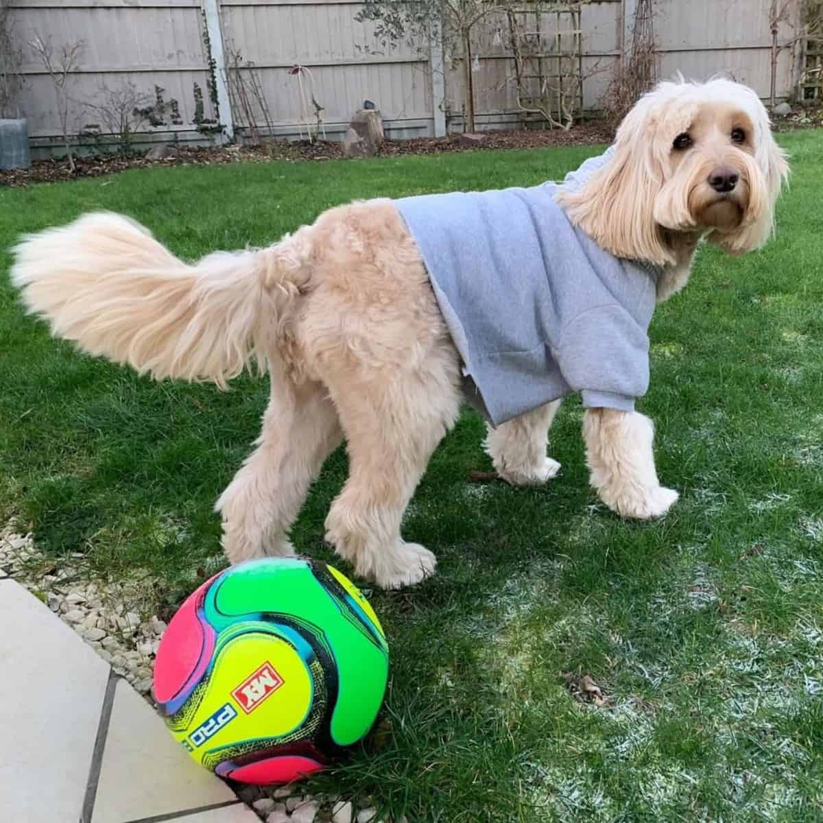 Cockapoo and a ball