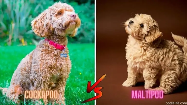 cockapoo vs maltipoo breed comparison