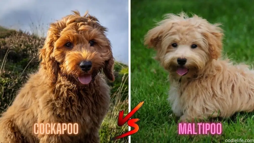 cockapoo vs maltipoo puppy size