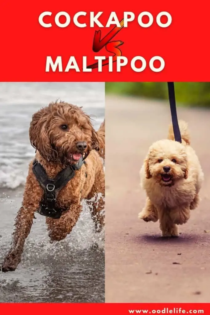 cockapoo vs maltipoo