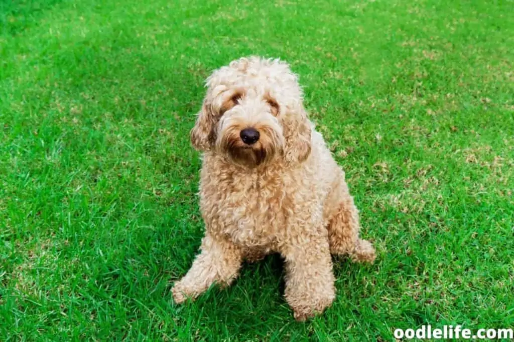 cream Labradoodle outdoors