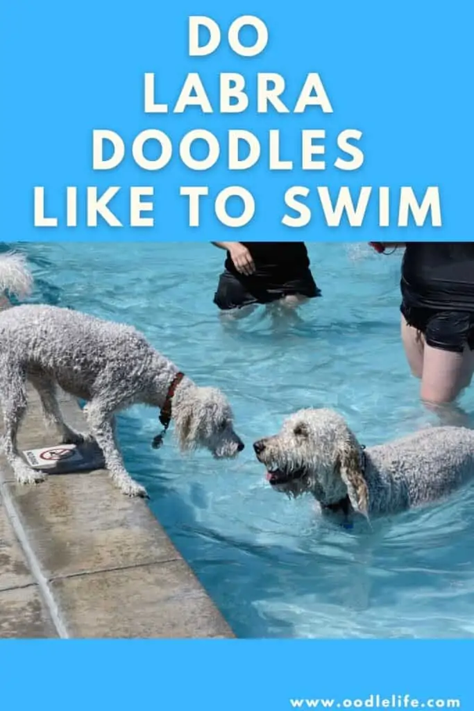 do labradoodles like to swim