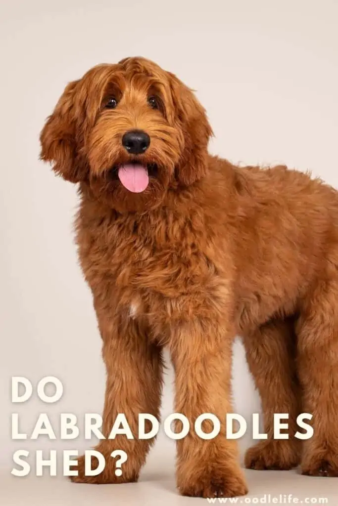 do labradoodles shed