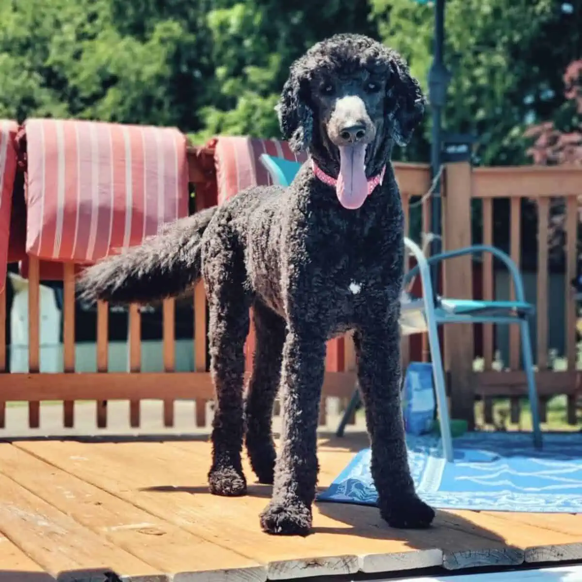 dog by the pool