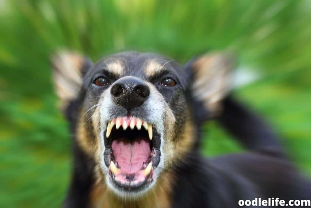 What Causes A Dogs Bottom Jaw To Quiver