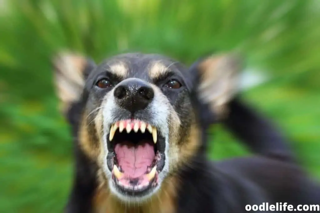 dog growling