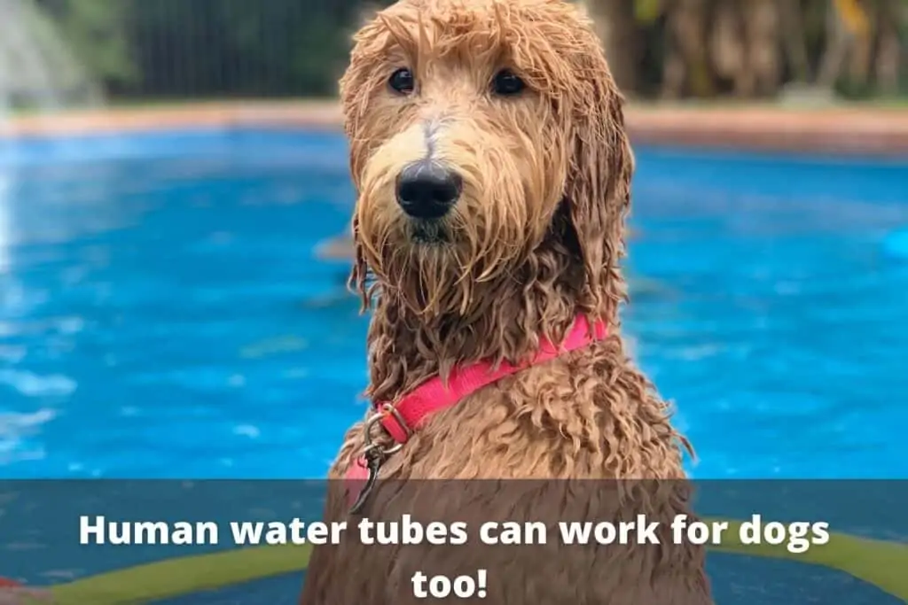 dog in pool with water tube