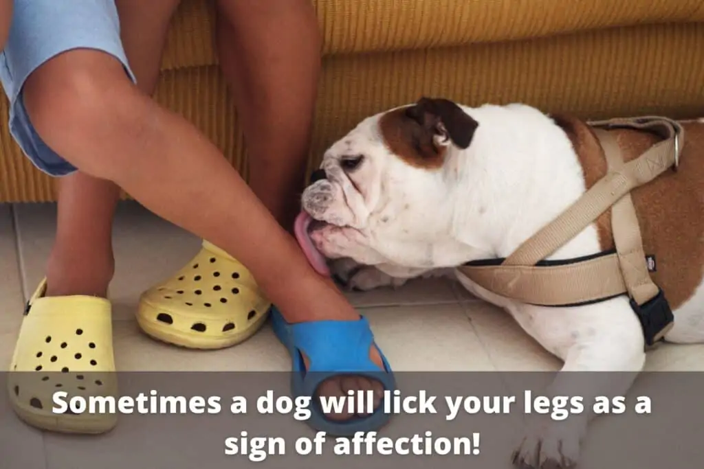 dog licking legs why