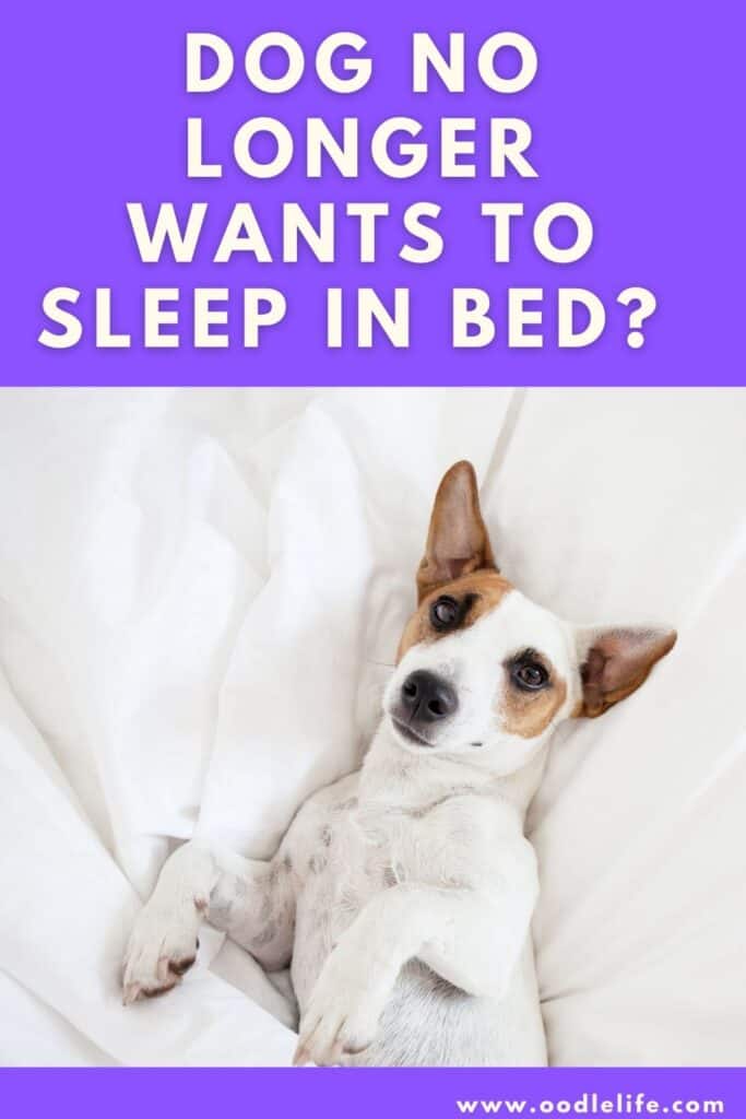 Why Does My Dog Not Want To Sleep With Me Anymore? - Oodle Life