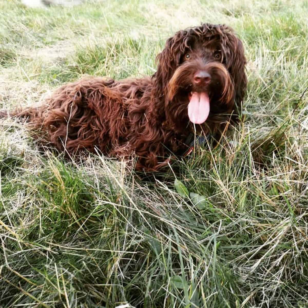 dog on grassy field