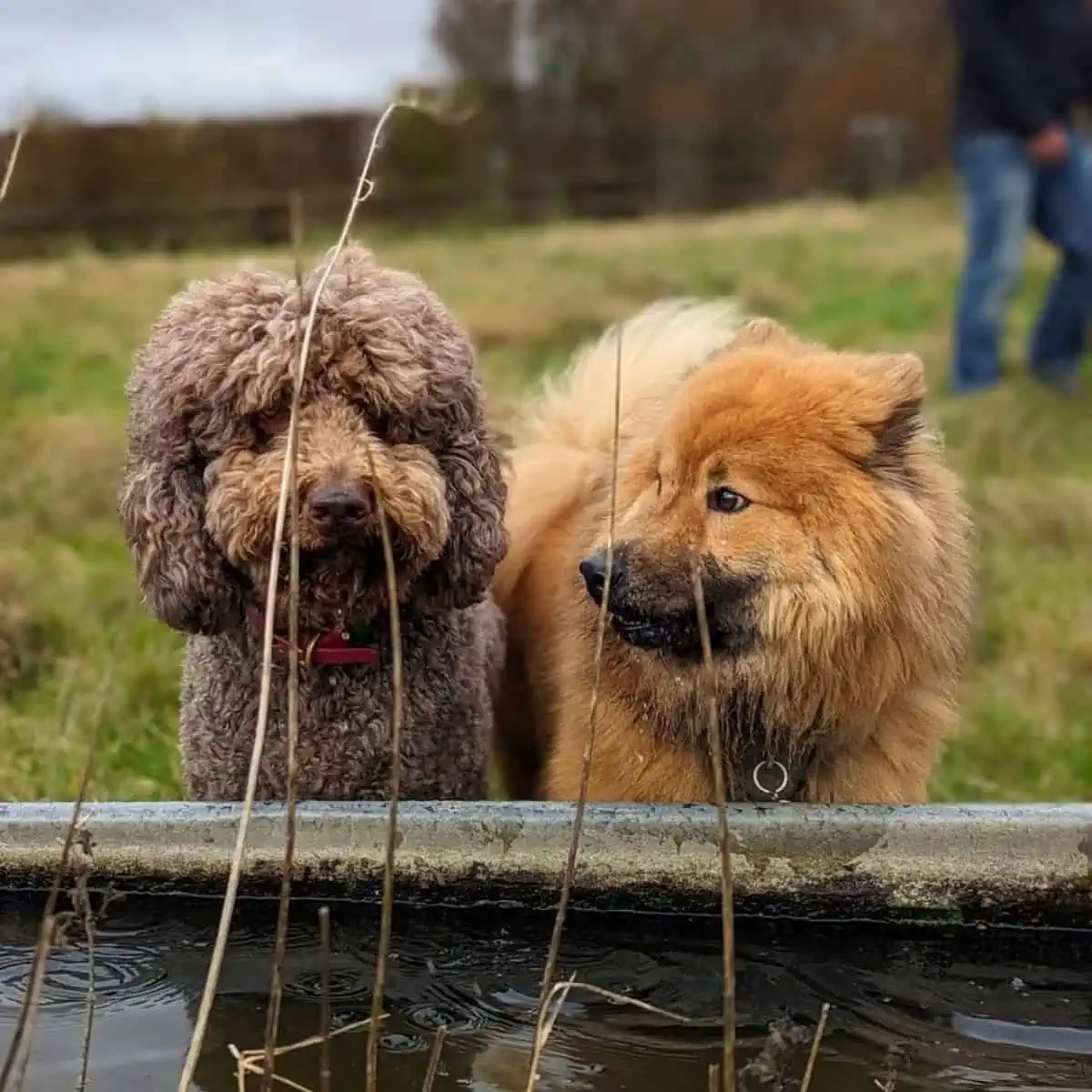 dog protective to friend