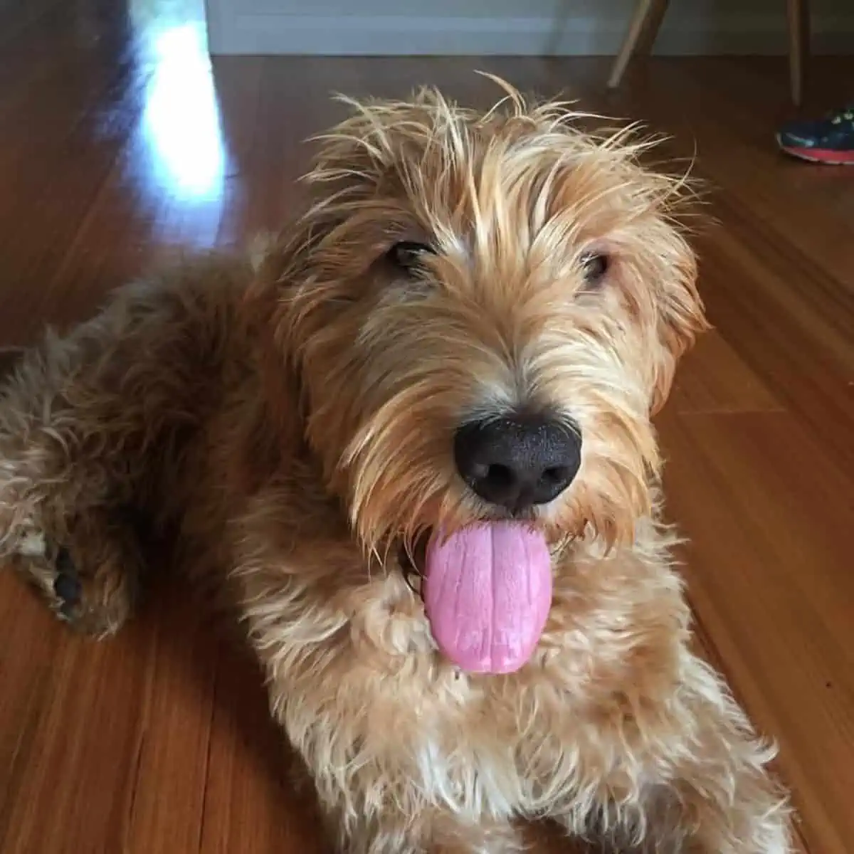 dog sits with its tongue out