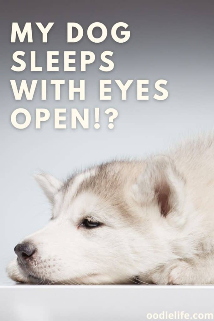 my dog sleeps with his eyes open