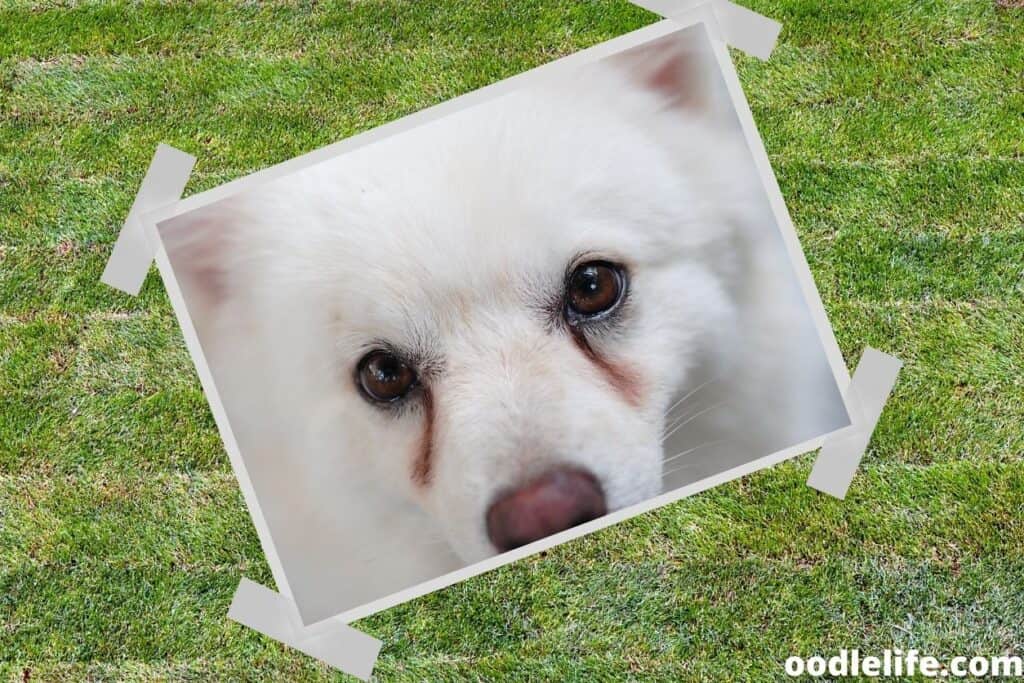 How To Get Rid Of Tear Stains On Dogs Oodle Life