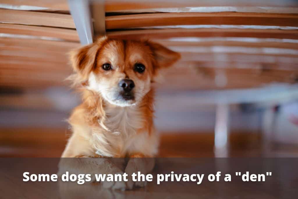 why does my dog like to sleep under my bed KeepingDog