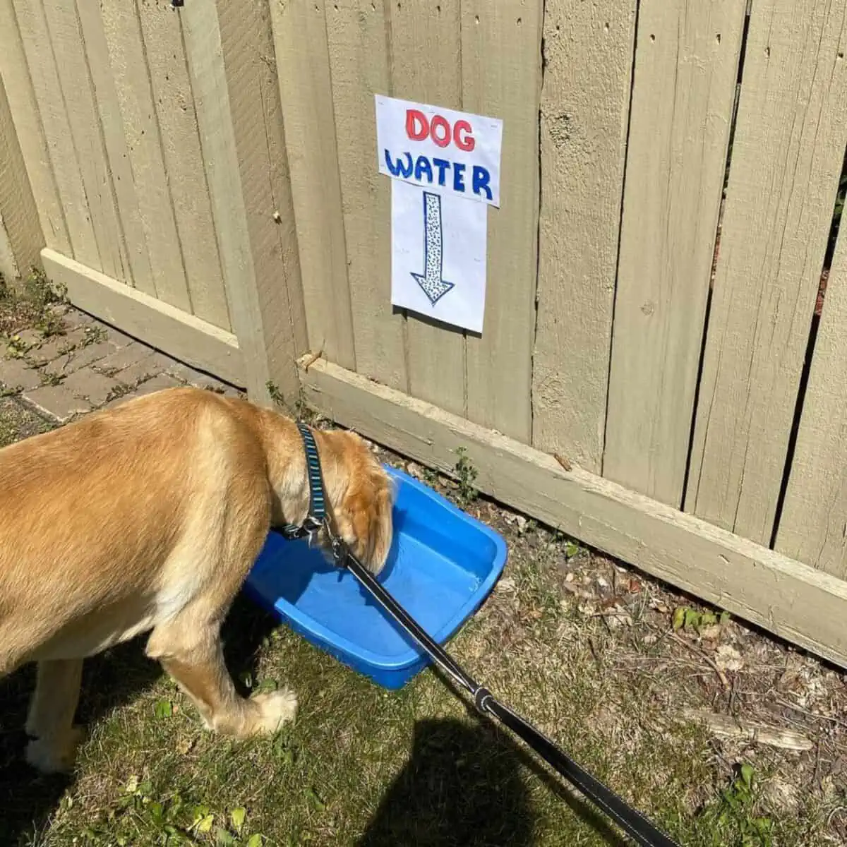 dog water on the way