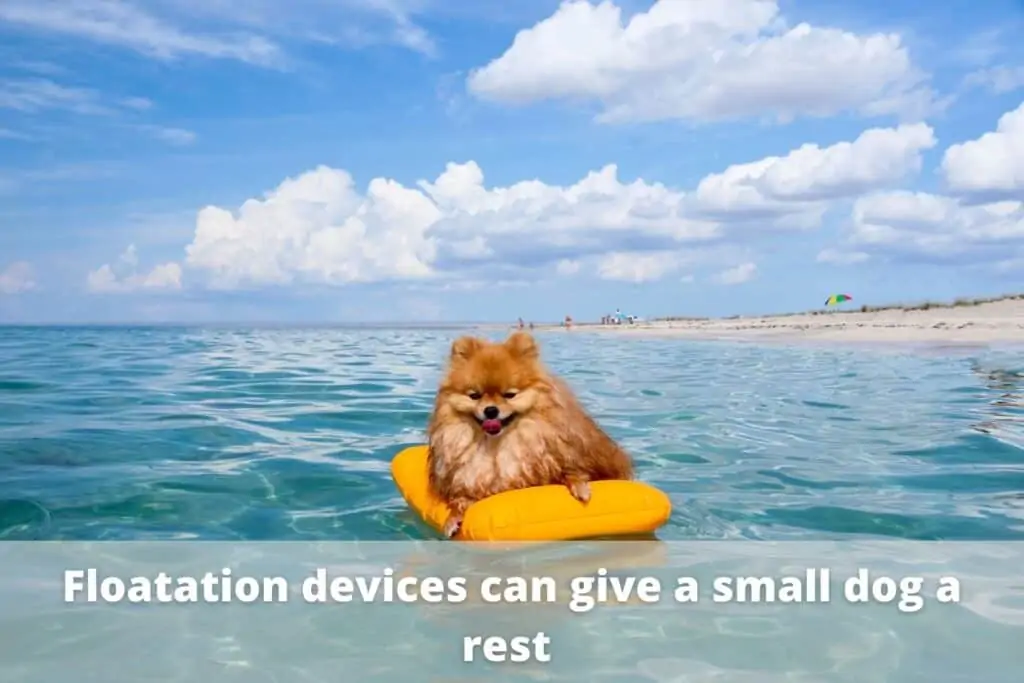 dog floating on a tube in ocean