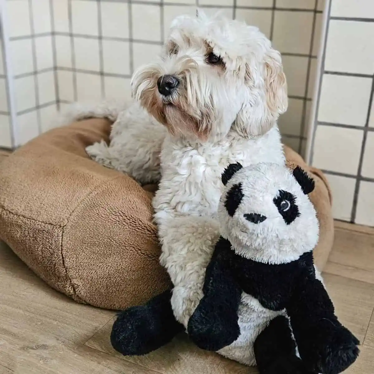 dog with panda toy