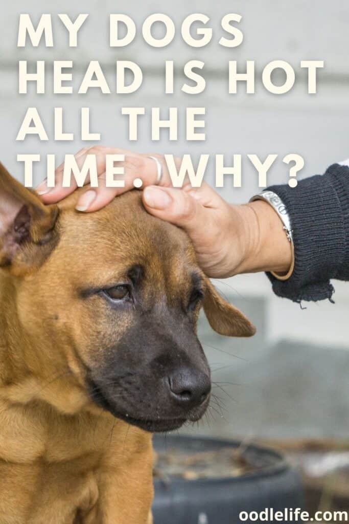 Why is My Dogs Head Hot? Pet Help Reviews UK