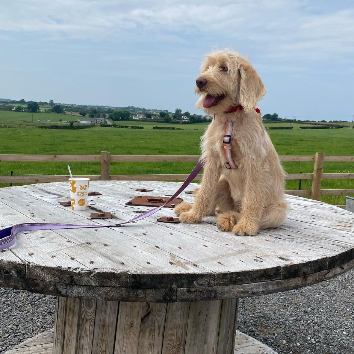 F1 Labradoodle and a milkshake