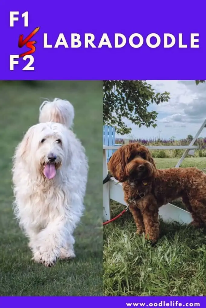 f1 vs f2 Labradoodle