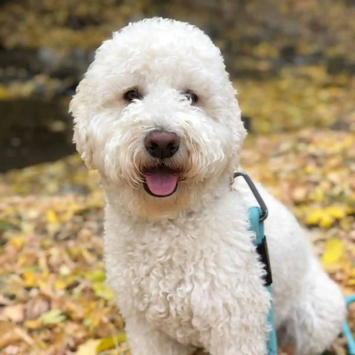 F1B Labradoodle curly coat