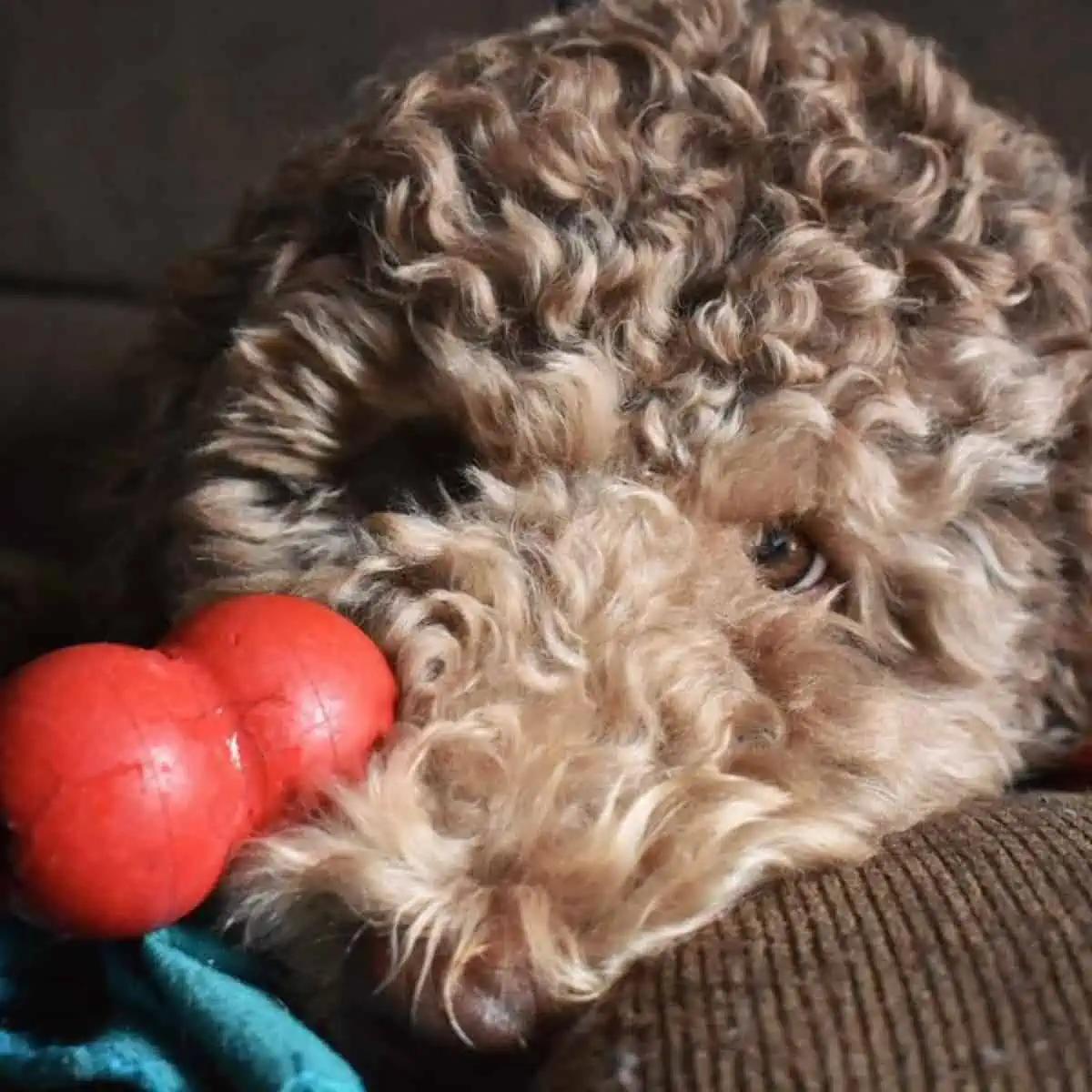 F2 Labradoodle feeling sick