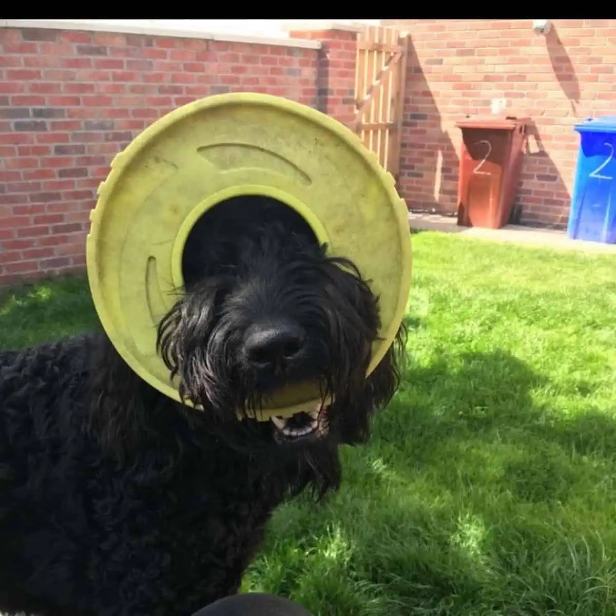 frisbee stuck on face