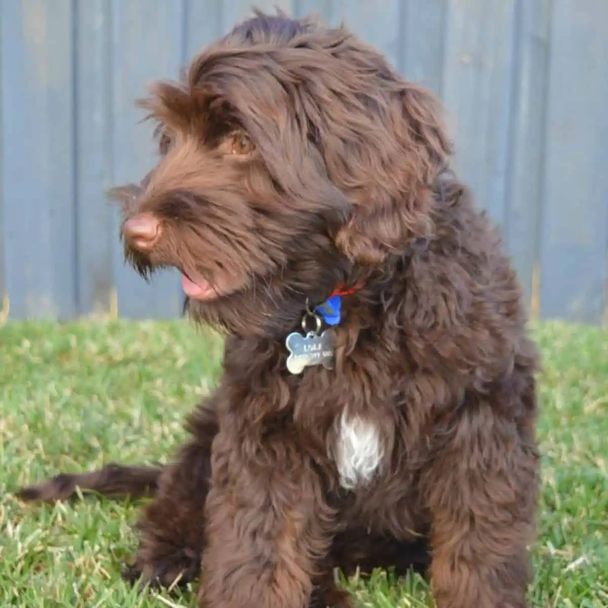 give puppy some attention