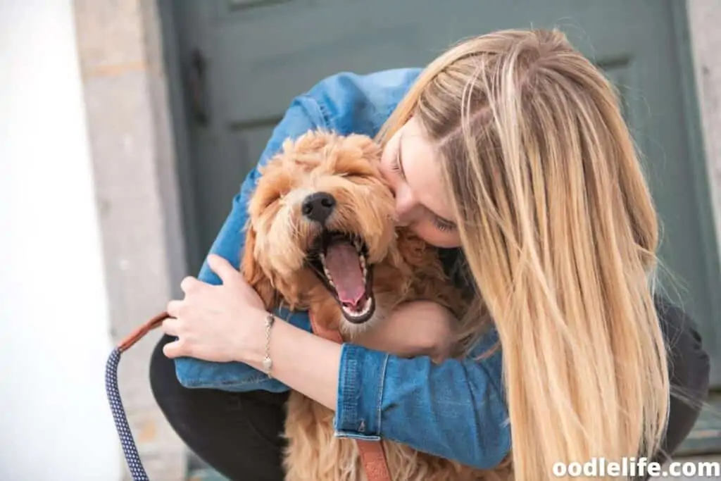 happy labradoodle puppy