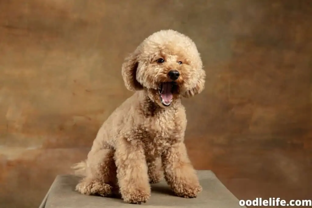 maltipoo puppy smiling