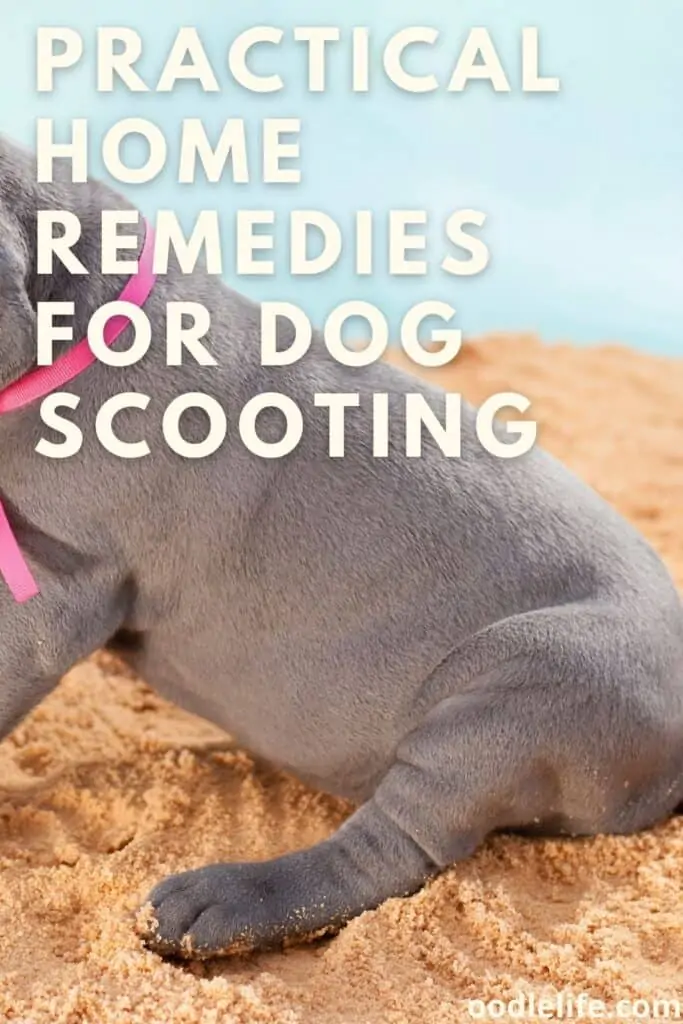 home remedies for dog scooting