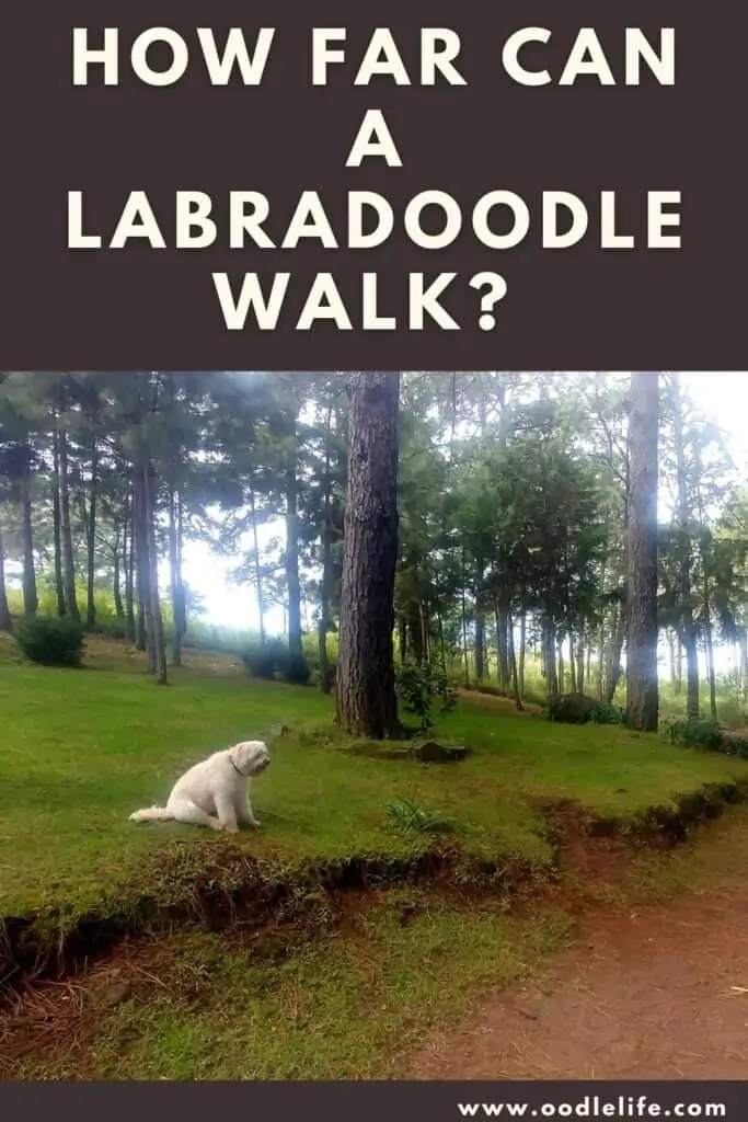 how far can a Labradoodle walk