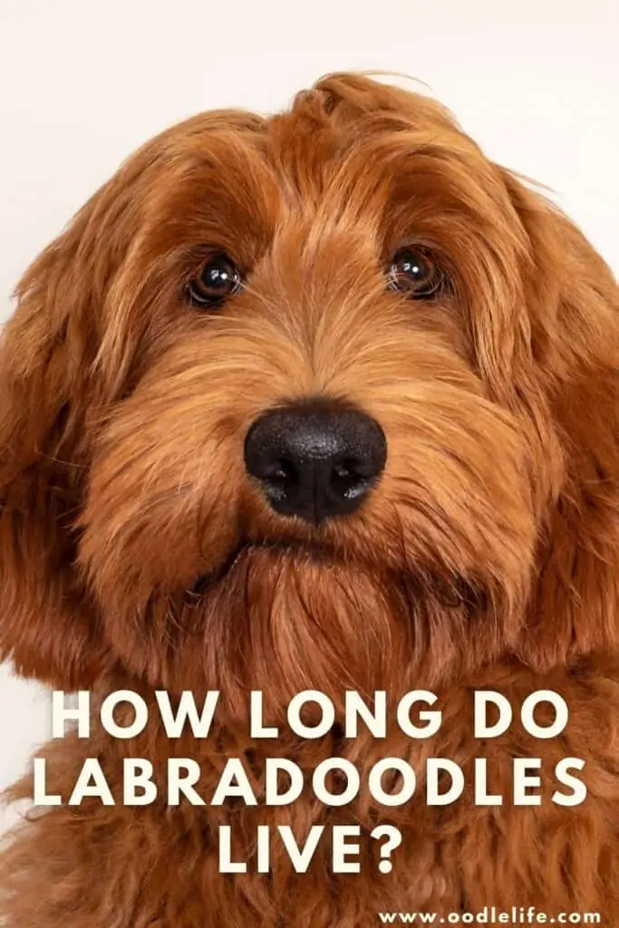 how long do labradoodles live