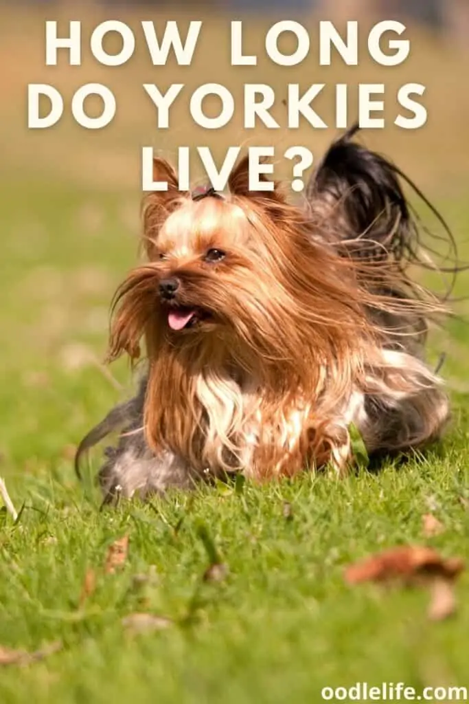 how long do yorkies live